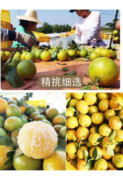 廣西皇帝柑 薄皮多汁的“貢柑”傳奇，孕婦與家庭皆宜的當(dāng)季鮮果